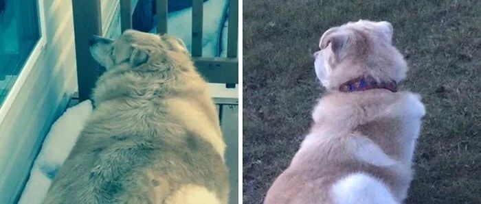 超重大金毛被主人送去安乐死，幸运的是，医生拒绝了...