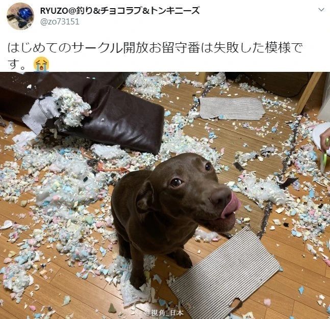 铲屎官首次尝试让狗子帮忙看家，结果...家差点