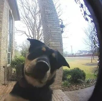 突然听到门铃响，打开监控一看，居然是三只狗...