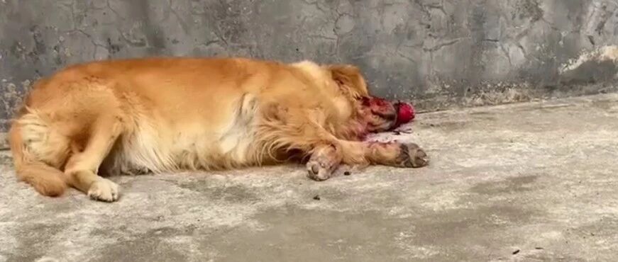 大金毛满脸鲜血躺路边喘息...可下一秒，网友集体爆笑：还我眼泪！