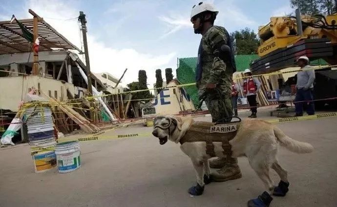 全網都在歡送這隻豪傑犬退役：9年找到53人，它是盼望的象徵！ 寵物 第6張