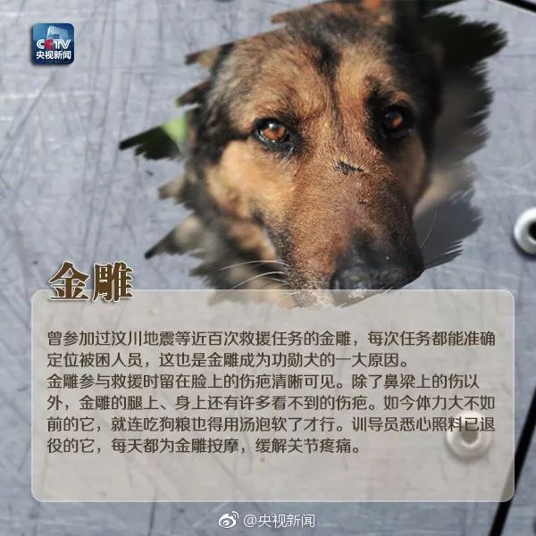 全網都在歡送這隻豪傑犬退役：9年找到53人，它是盼望的象徵！ 寵物 第24張