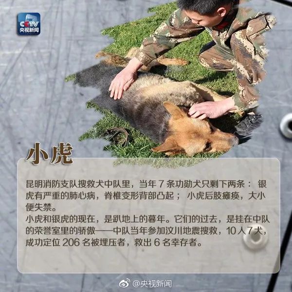 全網都在歡送這隻豪傑犬退役：9年找到53人，它是盼望的象徵！ 寵物 第25張