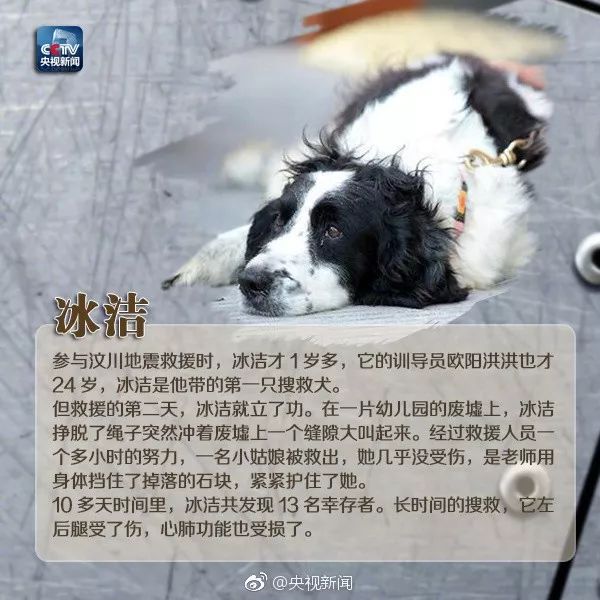 全網都在歡送這隻豪傑犬退役：9年找到53人，它是盼望的象徵！ 寵物 第26張