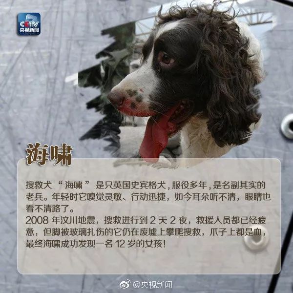 全網都在歡送這隻豪傑犬退役：9年找到53人，它是盼望的象徵！ 寵物 第28張