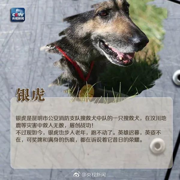 全網都在歡送這隻豪傑犬退役：9年找到53人，它是盼望的象徵！ 寵物 第29張