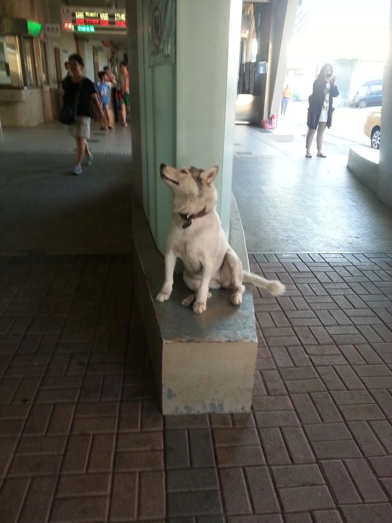 四年前就以抢劫路人出名的二哈，目前仍在作案..