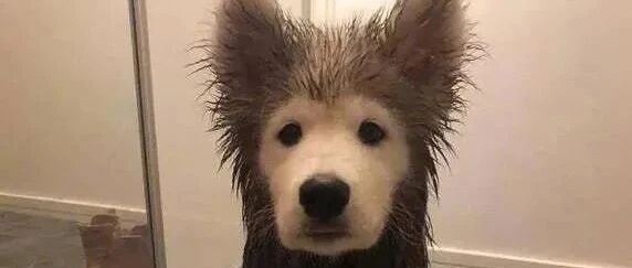 “看完这个后，我再也不想养狗了！救命！”