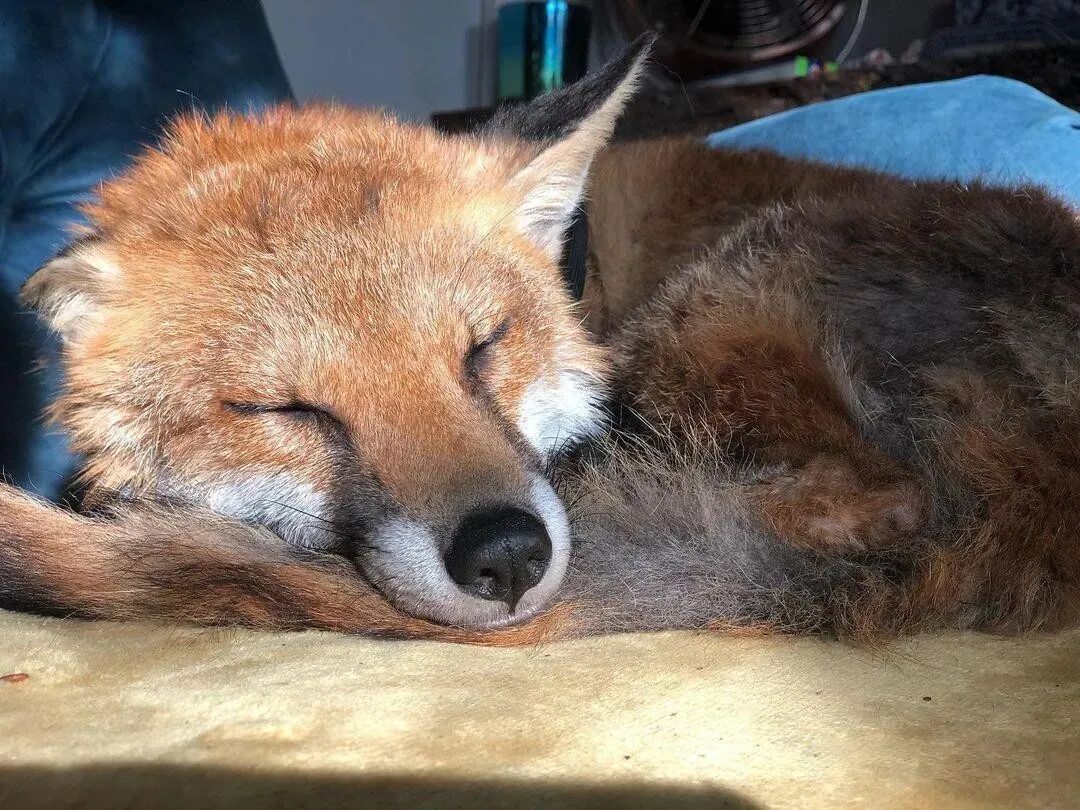 狗狗不管去哪儿 身后总有一只狐狸跟随 画面背后的故事很童话 柠檬资讯