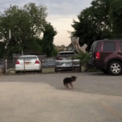 测试狗子更爱谁，结果把狗子逼成了小“陀螺”??