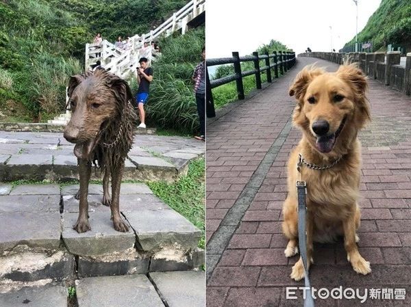 外出遛个狗，结果狗被掉包了？麻麻愣了