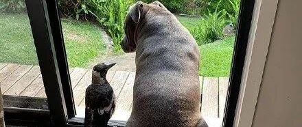 捡了只受伤喜鹊回家养，结果狗子居然假孕产奶了...