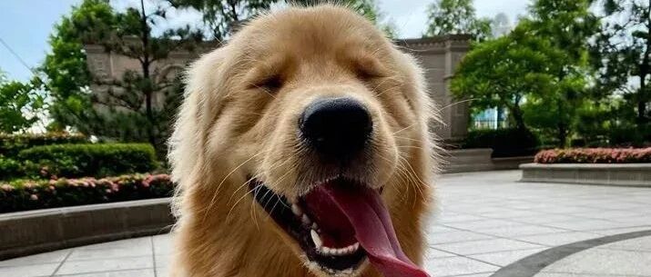 遛大金毛时，突然跑来个小姐姐，抱紧狗子就失声痛哭了起来...