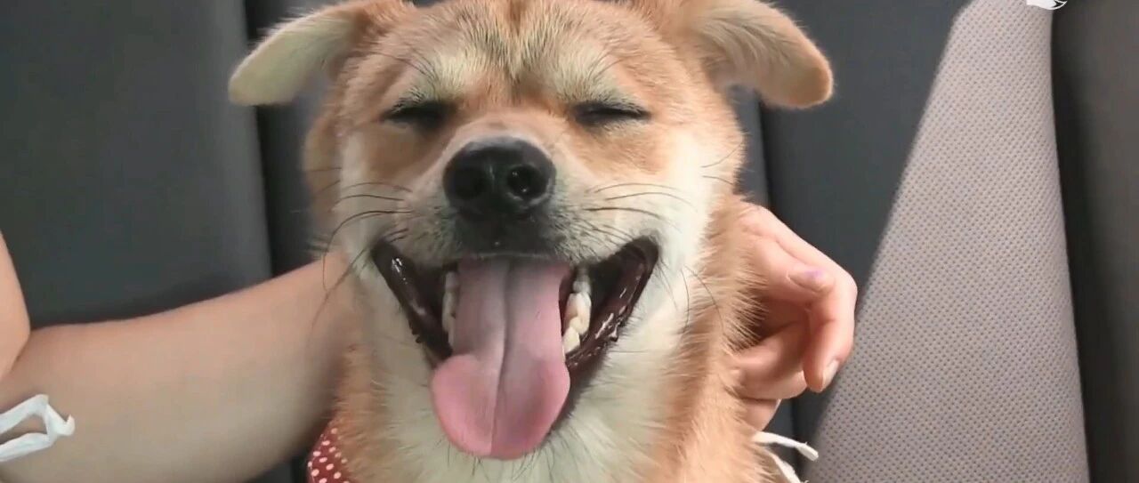 超级爱笑的流浪狗，凭借自己的努力，成了整条街最靓的崽！