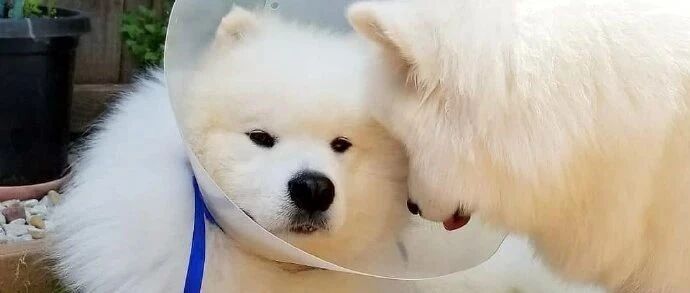 对狗狗说“我爱你”，它真的听得懂吗？