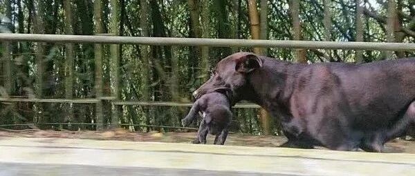 路上看到流浪狗叼着孩子在赶路，到家后发现家里多了8个小奶狗！