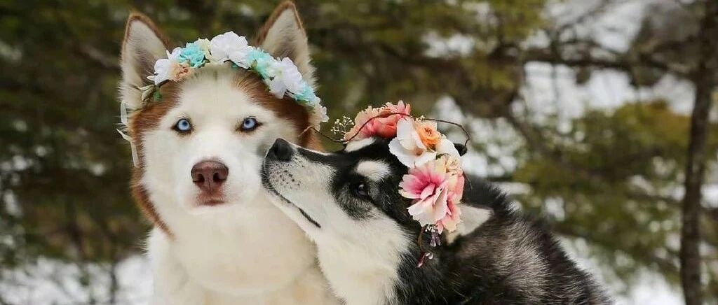 被拴了7年的狗狗，从没接触过其他狗子，直到遇见这只哈士奇...