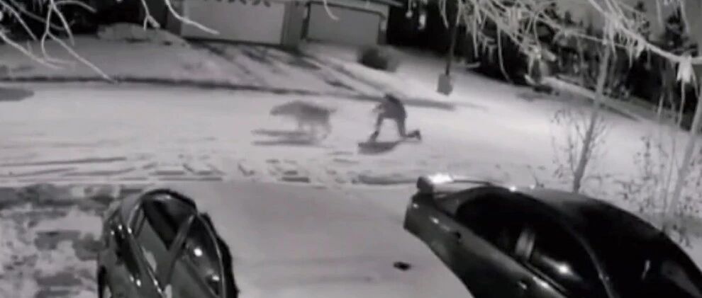 下雪天遛狗有多惨...只是看着都觉得疼！