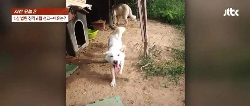 领养一对狗狗母女，他转头就宰杀进补...引发众怒，判刑6个月！