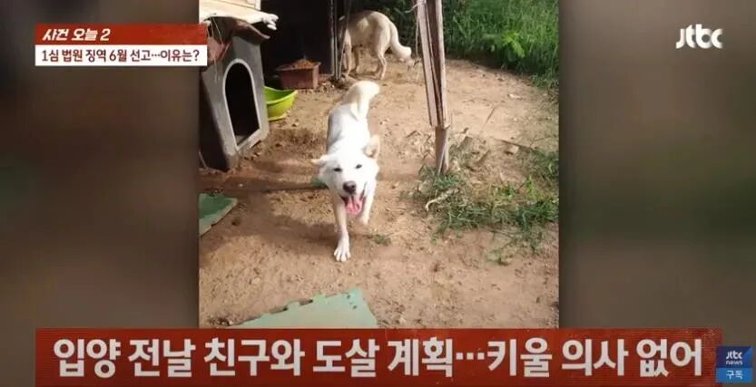 领养一对狗狗母女 他转头就宰杀进补 引发众怒 判刑6个月 大爱狗狗控 微信公众号文章阅读 Wemp