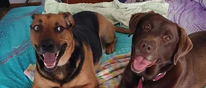 当狗狗知道自己被领养后...二哈的反应最逗！