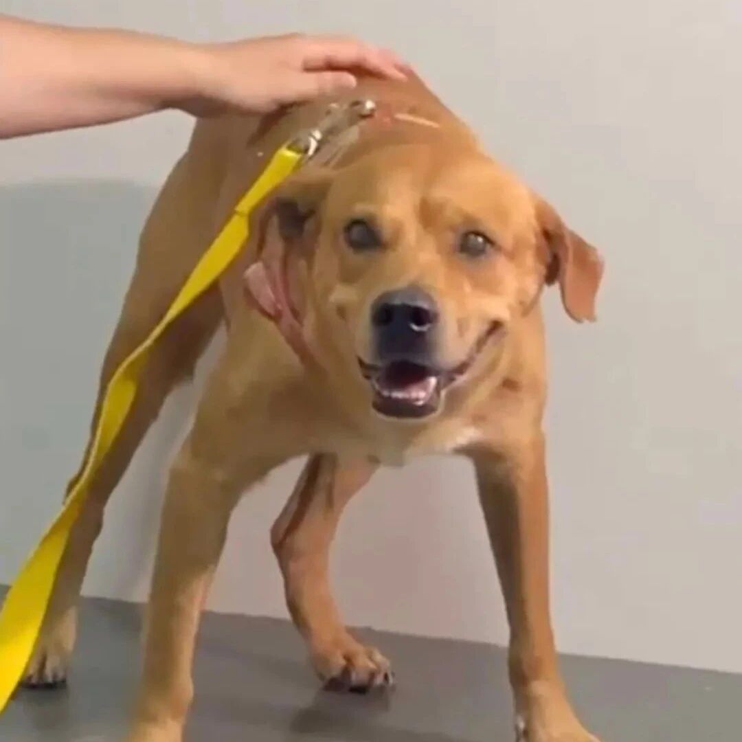 狗子一觉醒来没了蛋，它气到大战医院，战斗力好强！