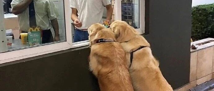 带大金毛出门前，一定要先喂饱它，否则...真的超尴尬！