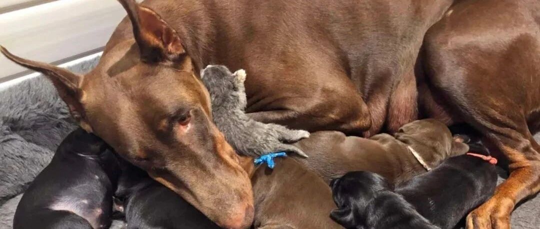 杜宾妈妈收养孤儿奶猫，小家伙“打败”亲生成了它最爱的崽！