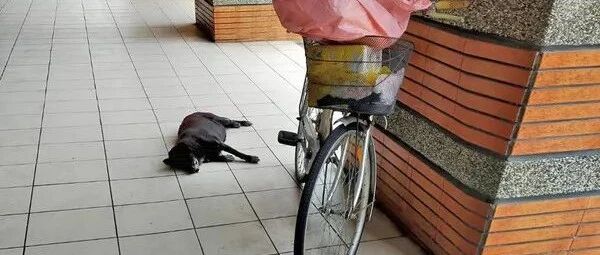 流浪汉突然离世，没能等到他回来的狗狗，选择追随他而去...