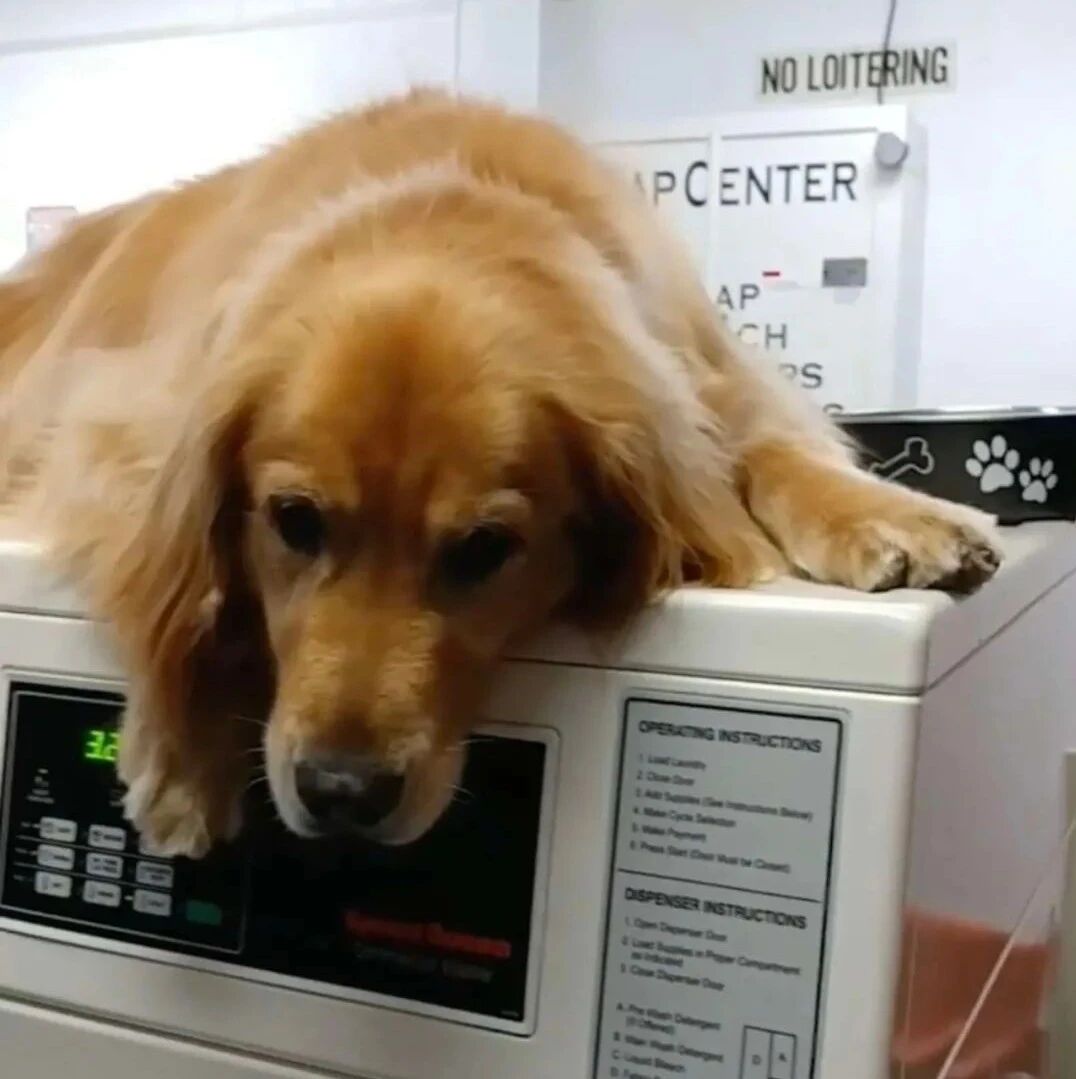 网友无意间发现常去的洗衣店老板，居然是一只大金毛...