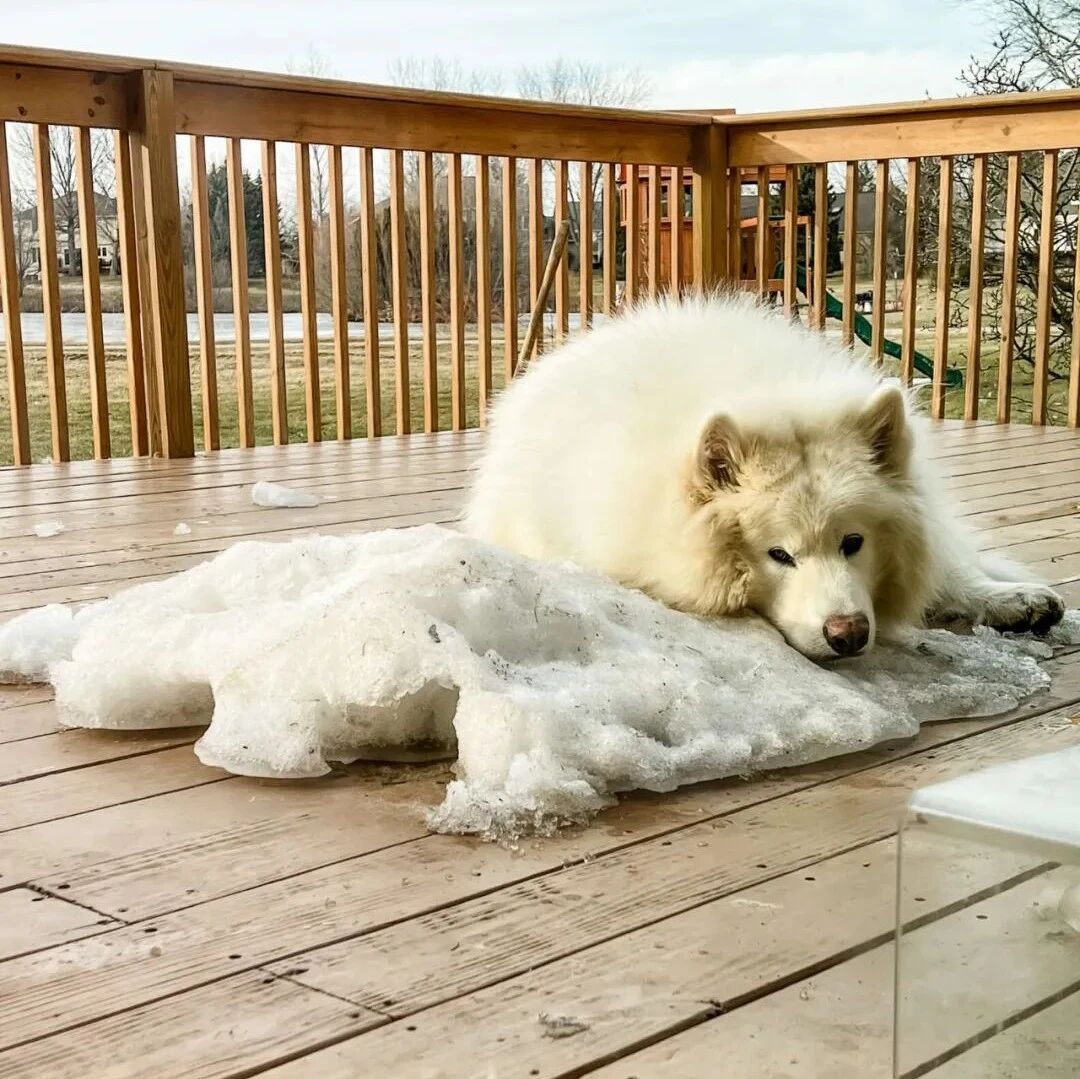 对这只萨摩耶来说，每年春天​它都会“失恋”一次...