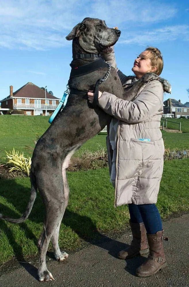 世界最大狗狗 一个月伙食费就4500元 最近它又破记录了 大爱狗狗控 二十次幂