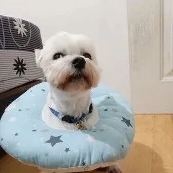 铲屎官差点跌倒，但一旁狗子的反应，却让她很寒心...