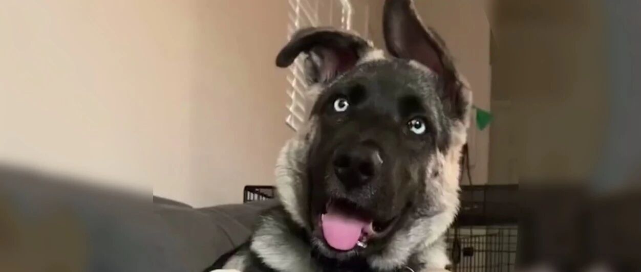 德牧和二哈的混血宝宝，噗哈哈哈：这孩子怎么越长越不正经？