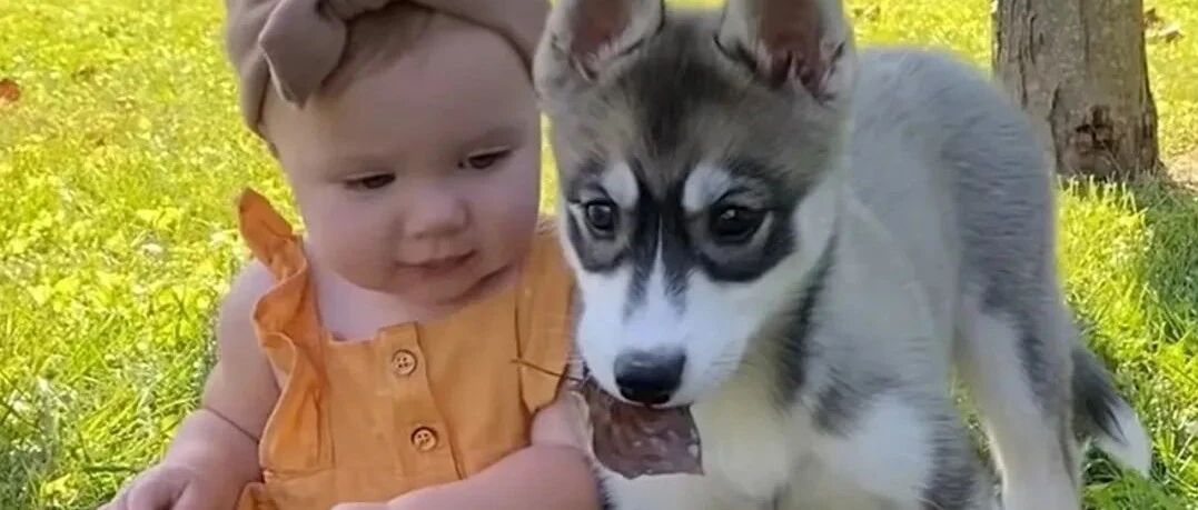 养了个二哈宝宝陪孩子一起长大，可半年后…