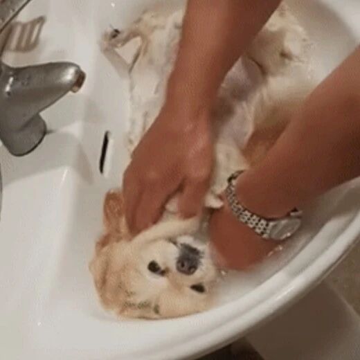 小博美洗澡画面惊呆网友：这真不是在搓毛巾？