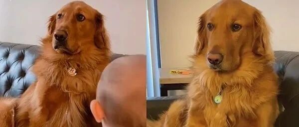 小主人出生后，大金毛嫌弃极了，每天斜眼怒瞪，可几个月后结局超暖！