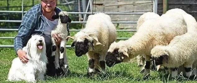 牧羊犬因牧不好羊被开除，但网友的反应却是：这也太爽了吧！