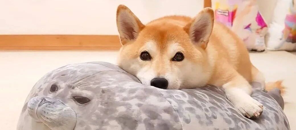 “看到这只柴的狗窝后，我家狗子甩了我一巴掌！”