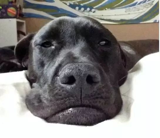 為什麼狗狗喜歡在你睡覺的時候盯著你看？這個答案有點小揪心... 未分類 第13張