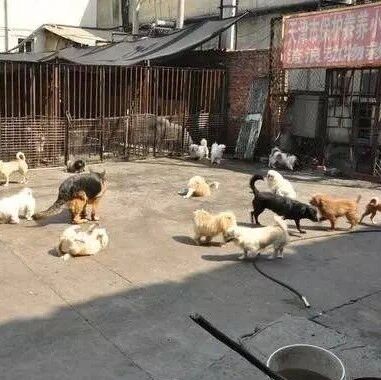 救救它们吧！数百只流浪狗被困饥荒中，急需救助！