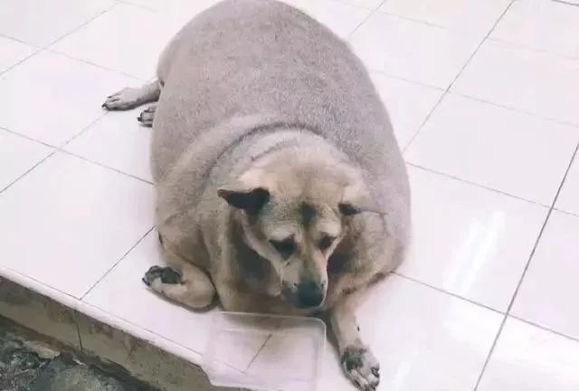 被好心人疯狂投喂，泰国“最胖”流浪狗，肥到走不动路，幸运的是...