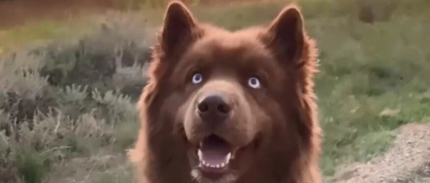 长得超像熊的二哈？这也太帅了吧！