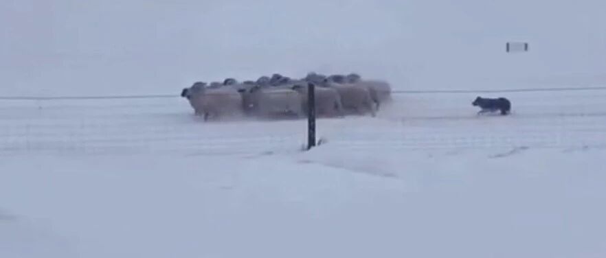 帅炸！边牧孤身冲进暴风雪赶回走失羊群，神操作看呆主人...