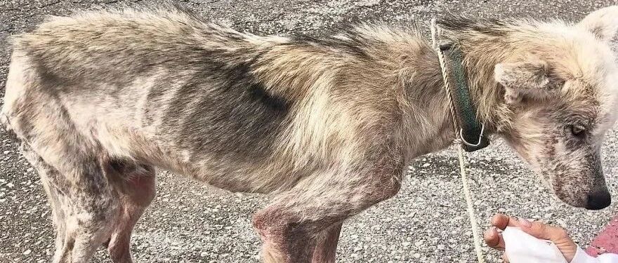 无法报复前妻，他选择报复送前妻的狗：用两年时间把哈士奇折磨成一具皮包骨架！