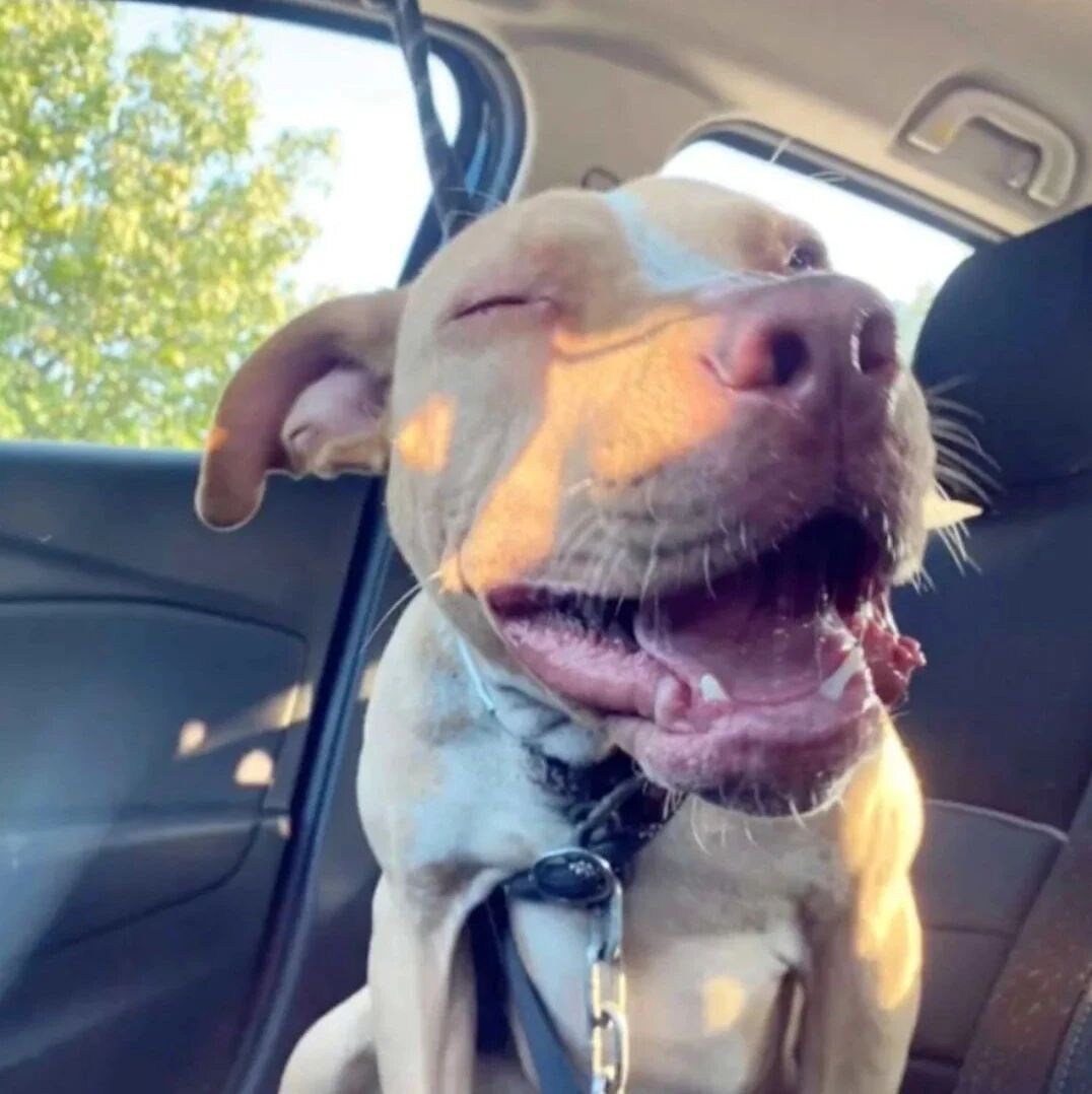 当狗狗得知自己获救后，这个笑容也太可爱了吧！