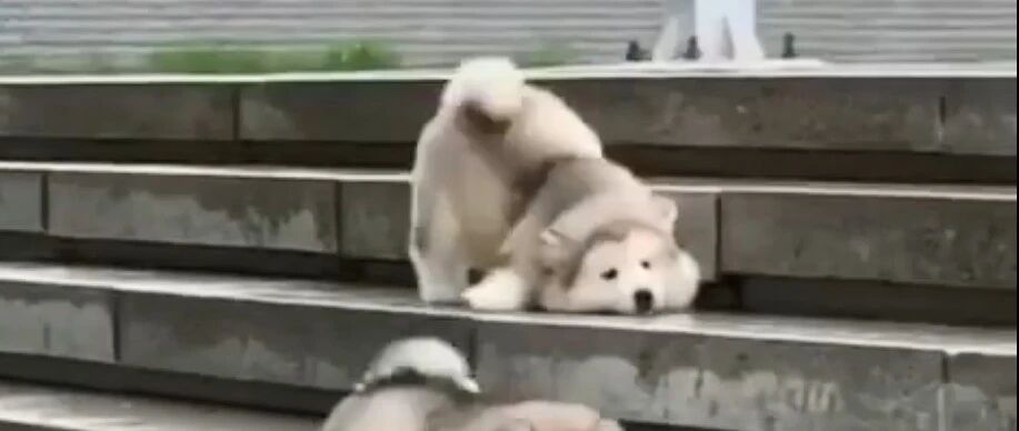 有一种刹车方式，叫做“脸刹”！