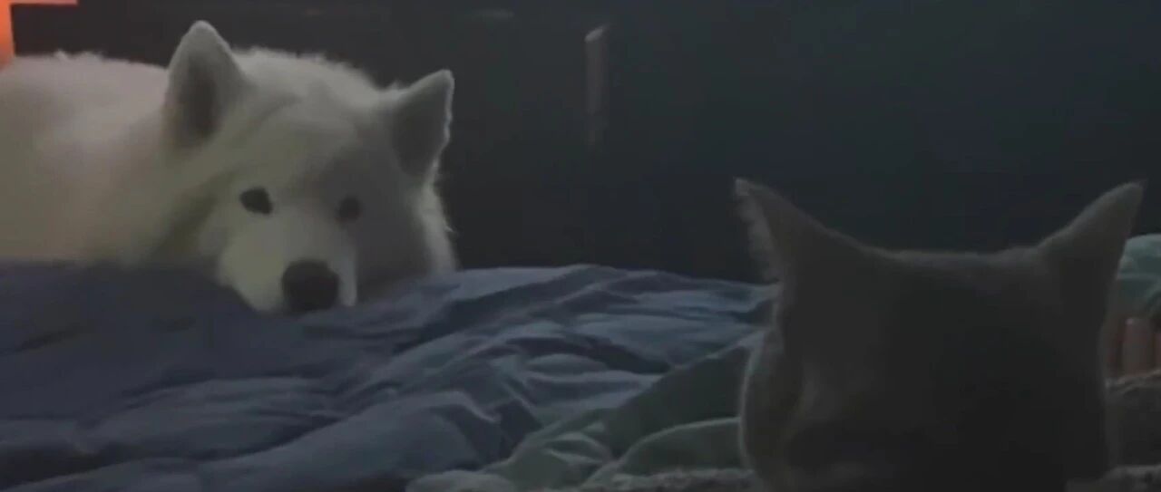 萨摩耶从小就是个狂热“猫控”，铲屎官特地帮它领养了一只猫...圆梦了！