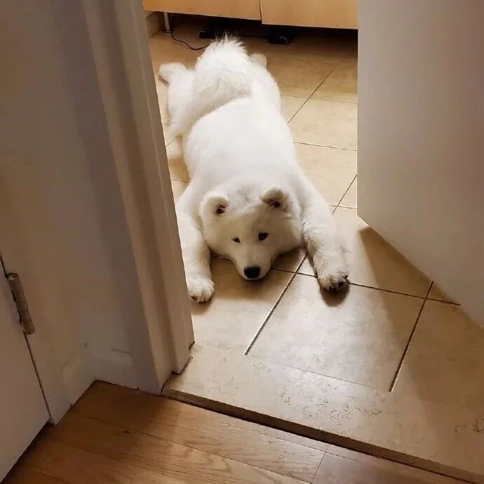 网友在家里捕获了一条野生北极熊！