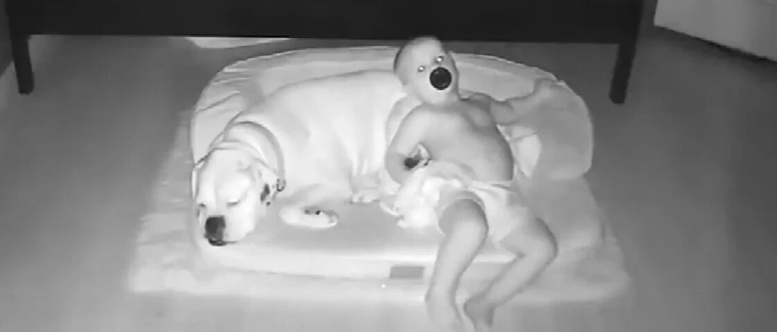 “2岁娃半夜醒了，第一反应不是找我，而是找狗？”